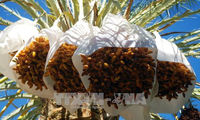 阿尔及利亚希望对越出口椰枣