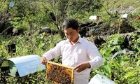 无公害蔬菜种植和蜜蜂养殖模式帮助河江省农民脱贫