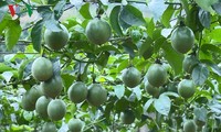 木州县居民种植百香果出口国外