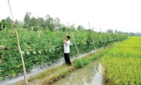 越南农业部门分区应对气候变化