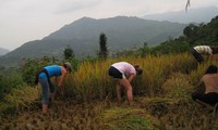 Một ngày gặt lúa ở Tả Phìn, Sa Pa