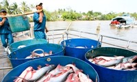 Xuất khẩu cá tra tại các tỉnh Đồng bằng sông Cửu Long tăng