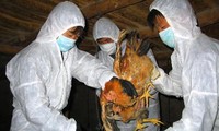 Triển khai biện pháp ngăn chặn dịch cúm gia cầm H7N9