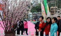 Điện Biên trồng 1.000 cây hoa Anh Đào Nhật Bản