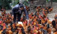 Việt Nam chưa ghi nhận trường hợp gia cầm nhiễm vi rút H5N8