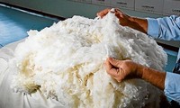 Australia mở rộng thị trường xuất khẩu len sang Việt Nam 