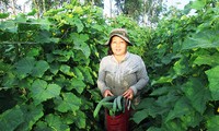Hiệu quả từ mô hình liên kết giữa nông dân và doanh nghiệp ở tỉnh Quảng Nam