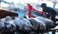 Trung Quốc và Việt Nam đẩy mạnh phát triển bền vững nghề cá ở Vịnh Bắc Bộ