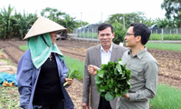 Phó Thủ tướng Vũ Đức Đam khảo sát mô hình sản xuất rau an toàn tại Hưng Yên