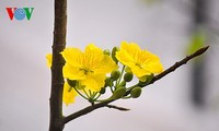 Lễ hội hoa Anh đào – Mai vàng Yên Tử diễn ra từ ngày 24-28/03