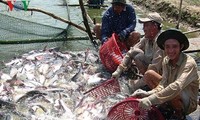 Kết luận áp thuế của Hoa Kỳ đối với cá tra fillet đông lạnh của Việt Nam là không có cơ sở
