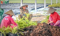 Đối tác phát triển nông nghiệp bền vững tại Việt Nam và đối thoại Công - tư