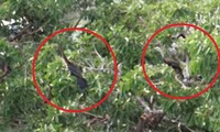 Phát hiện đàn chim cổ rắn quý hiếm tại Đồng Nai