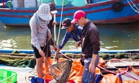Quảng Trị: Ngư dân được mùa cá cơm