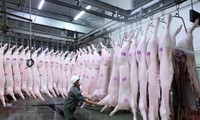 C.P. Việt Nam sẽ đưa vào hoạt động nhà máy giết mổ lợn đầu tiên tại miền Bắc