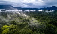 Khởi động sáng kiến quốc tế hỗ trợ cộng đồng bản địa bảo vệ rừng