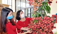 Bắc Giang mở rộng tiêu thụ và xuất khẩu vải thiều
