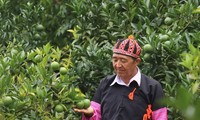 Hàng A Sở - Lão nông xuất sắc ở vùng cao Sơn La