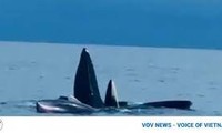 Whales spotted in Co To island of Quang Ninh province