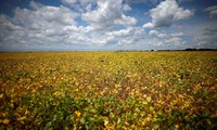  Brazil child cancer deaths linked to soy farming, study finds