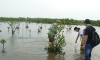 Разведение аквапродуктов содействует восстановлению мангровых лесов в провинции Чавинь