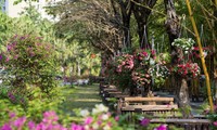 Предновогодние дни в цветочных садах в районе Донгтхап-Мыой