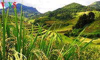 Рисовые террасы в уезде Мукангчай – красоты горного края