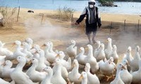 เวียดนามร่วมมือกับประเทศต่างๆในการควบคุมและรักษาโรคไข้หวัดนก H5N1