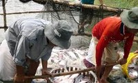 สหรัฐใช้มาตรการเก็บภาษีป้องกันการขายทุ่มตลาดต่อปลาสวายและปลาบาซาชำแหละของเวียดนา