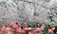 เปิดงานเทศกาลดอกซากุระ-ดอกเหมยสีเหลืองเอียนตื๋อปี๒๐๑๖