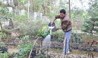 เกษตรกรเมืองซาปาสร้างฐานะจากการปลูกพืชสมุนไพร