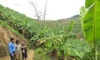 เกษตรกรตำบลหวยลวง จังหวัดลายโจว์หลุดพ้นจากความยากจนด้วยการปลูกกล้วย