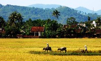 บรรยากาศการดำเนินชีวิตของหมู่บ้านเวียดนาม