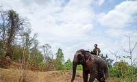 อาชีพคล้องช้างป่าของชนเผ่าต่างๆในเขตเตยเงวียน