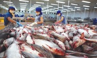 มูลค่าการส่งออกปลาสวายจากเวียดนามไปยังสหรัฐเพิ่มขึ้น