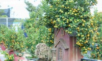 ต้นส้มจี๊ดประดับโมเดลบ้านโบราณ  มูลค่ากว่าล้านด่ง 