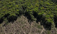 รัฐสภายุโรปอนุมัติร่างกฏหมายการลดการปล่อยก๊าซคาร์บอนไดออกไซด์และการเพิ่มพื้นที่ป่าไม้