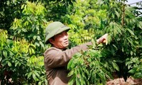 Hung Yen prioritizes growing longan trees in new rural development