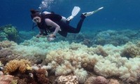 Great Barrier Reef damaged beyond repair