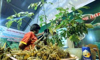 Increasing investment in Ngoc Linh ginseng