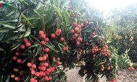Bac Giang province to export fresh lychee to Japan