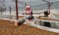 Environmental protection ensured in Son La’s coffee production
