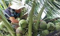 Ben Tre province ready to export coconut to China 