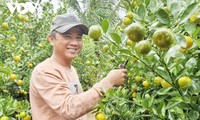 Kumquat growing area in Hoi An preparing for Tet