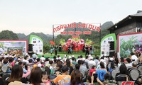 Plum picking festival in Moc Chau Plateau excites visitors