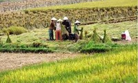 Vietnam will not limit quotas of its rice exports