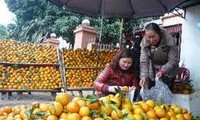 Cao Phong village seeks to build its orange trademark