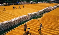 Vietnam exports nearly 4 million tonnes of rice