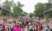 Japan Cherry Blossom festival to take place in Hanoi in late March