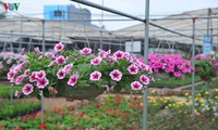 Flower villages  busy for Tet